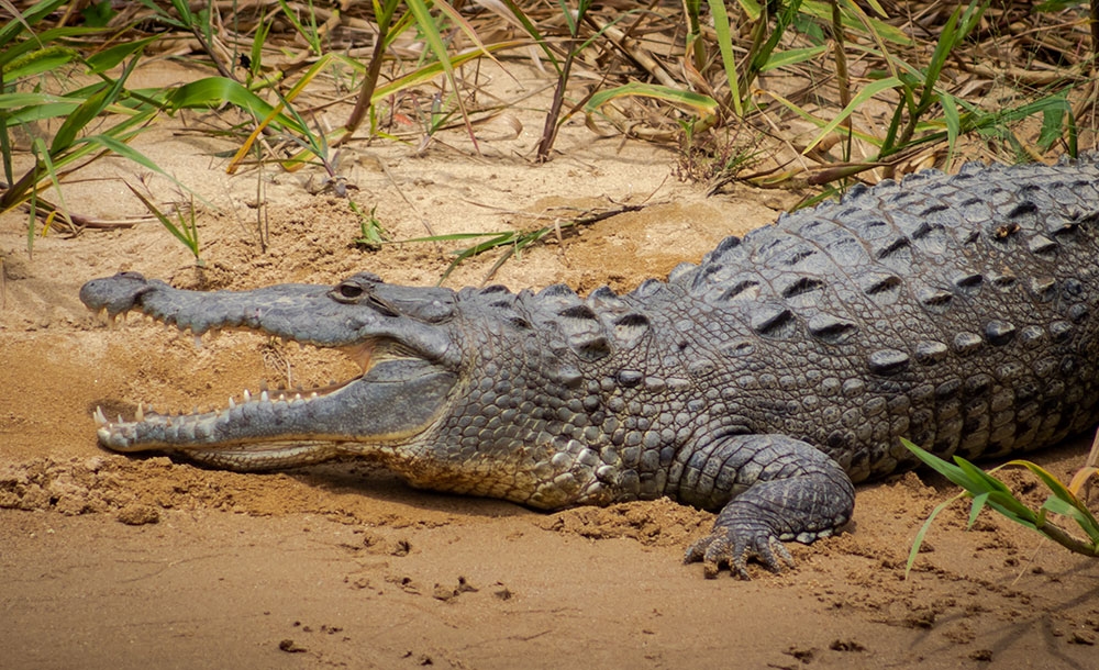 A large crocodile with its mouth open, lying on a sandy bank near tall grass. The crocodile's skin is dark and scaly, and its teeth are visible.