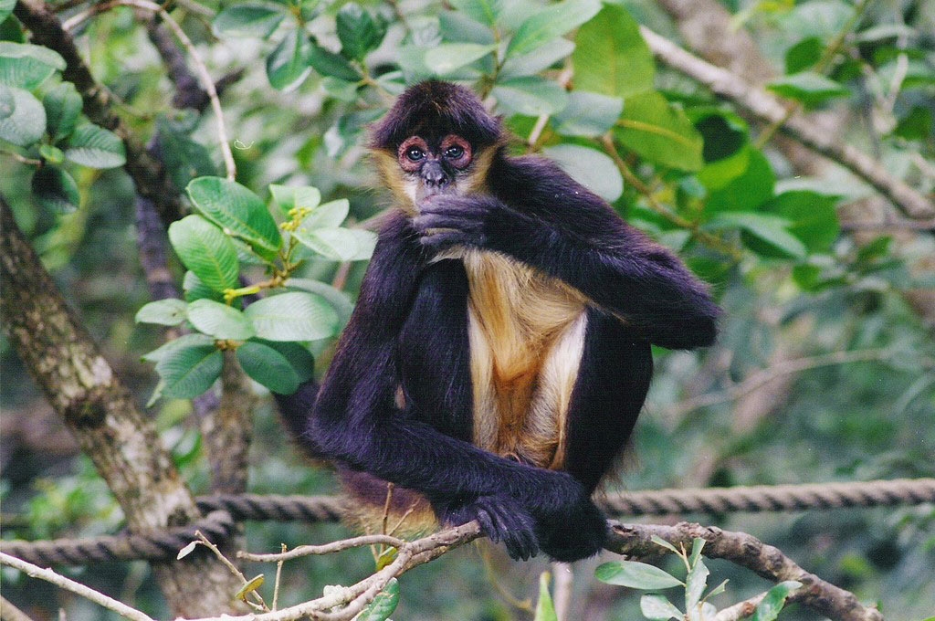 A black and yellow long-haired monkey in the jungle foliage stares inquisitively at the camera.