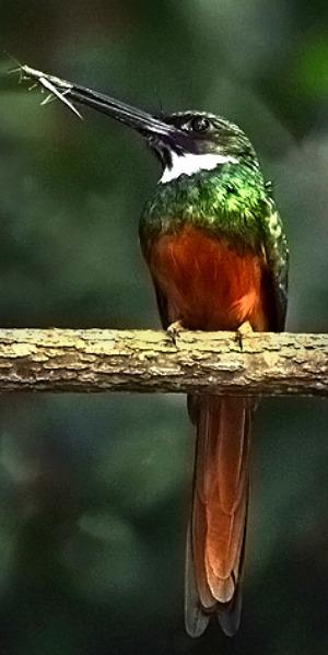 Jacamar Bird Belize