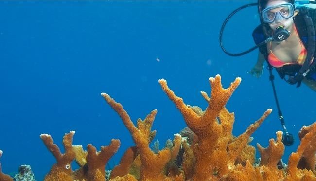 Scuba Reefs Belize