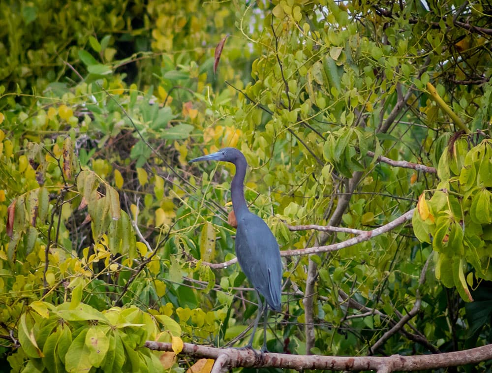 A blue heron with a long neck and beak is perched on a branch in a lush, green forest. The heron's feathers are a deep blue, and its eyes are focused on something in the distance.