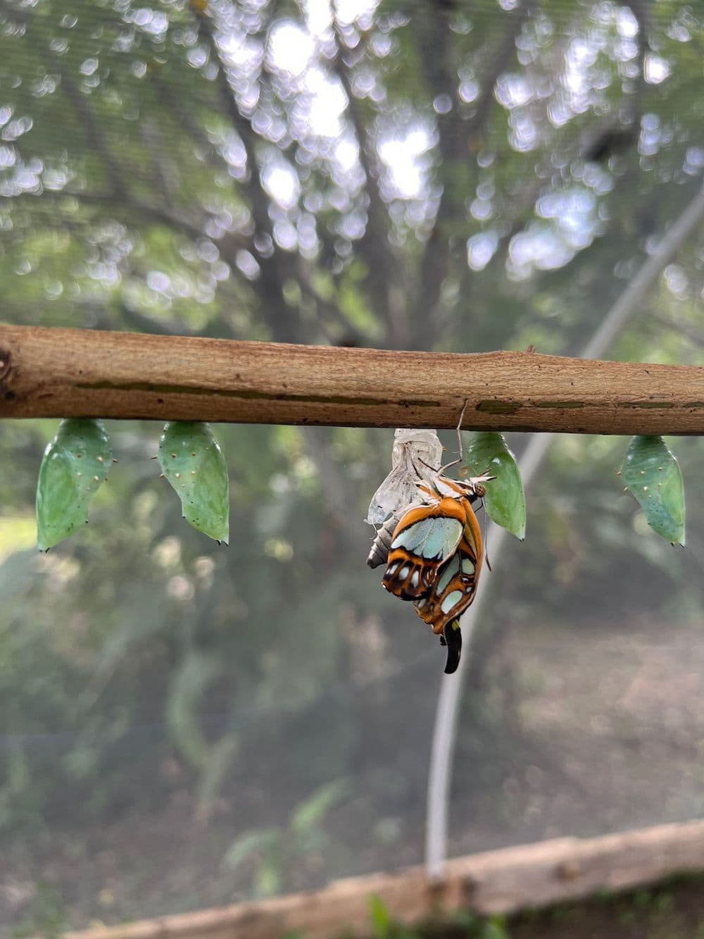 A butterfly chrysalis hanging from a branch, with a newly emerged butterfly attached to it. Other chrysalises are visible nearby.