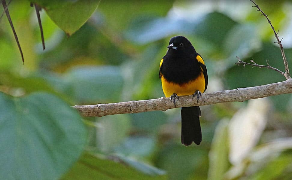 A small, brightly colored bird with a black head and chest, and a yellow belly and tail, perched on a branch in a green forest.