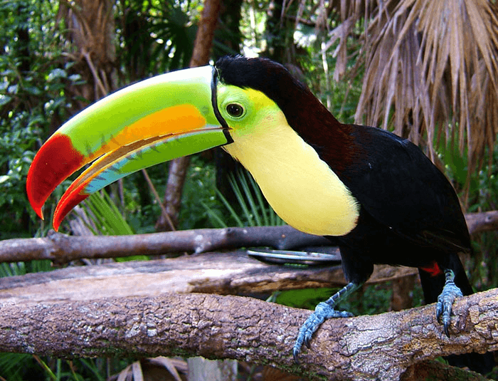 Black Toucan with multi color bill in front of jungle background