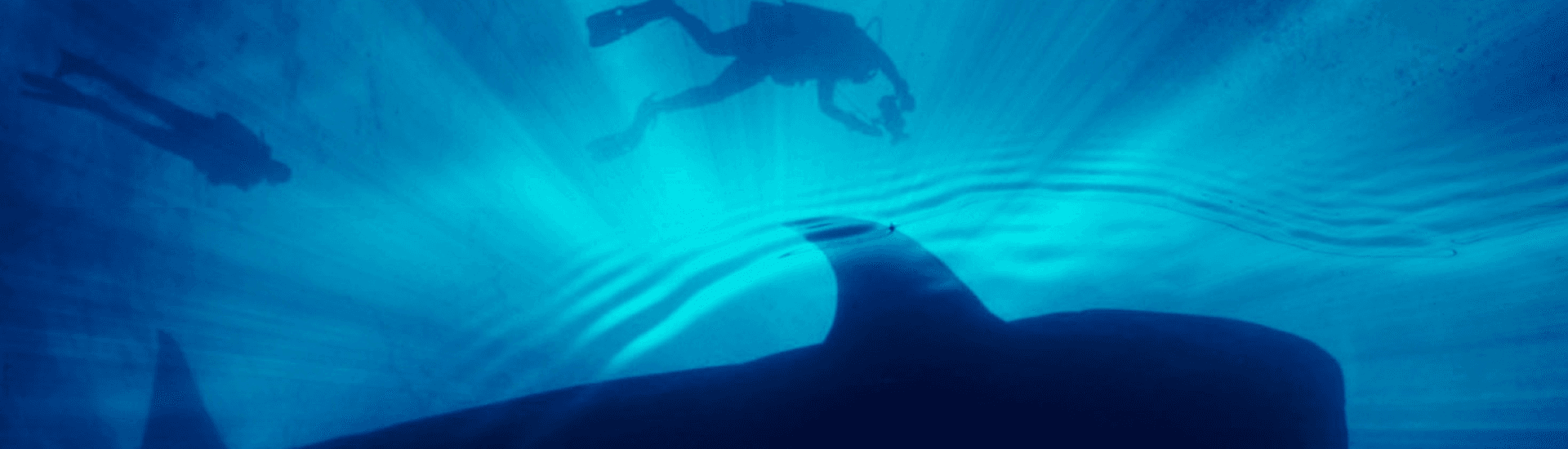 Divers are swimming above a large whale shark in the ocean. Sunlight filters down from the surface, illuminating the water.