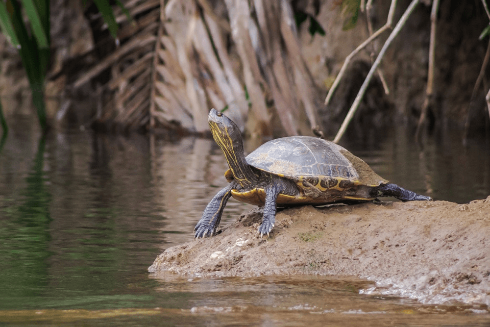 A small turtle perched on a rock, sunning itself by a body of water. The turtle has a dark shell and a light-colored underside.