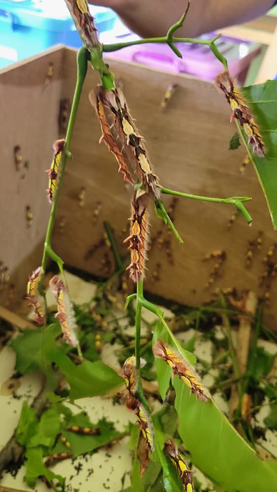 A close-up photo of a group of caterpillars crawling on branches and leaves inside a wooden box. The caterpillars are yellow and black striped with small hairs covering their bodies.