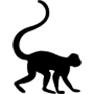 icon of monkey