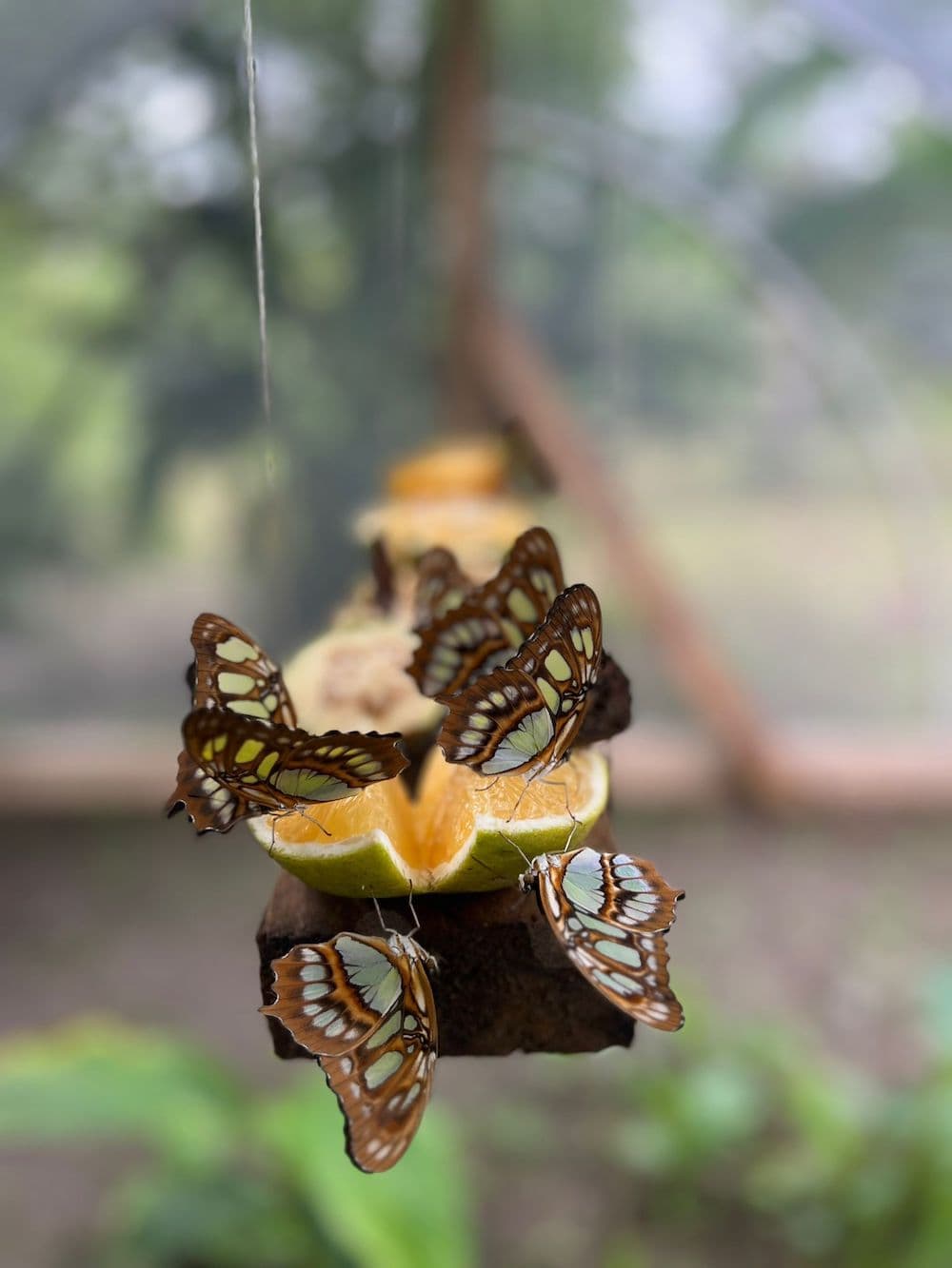 Several colorful butterflies with green and brown wings are feeding on slices of citrus fruit on a wooden bar hanging from a string.