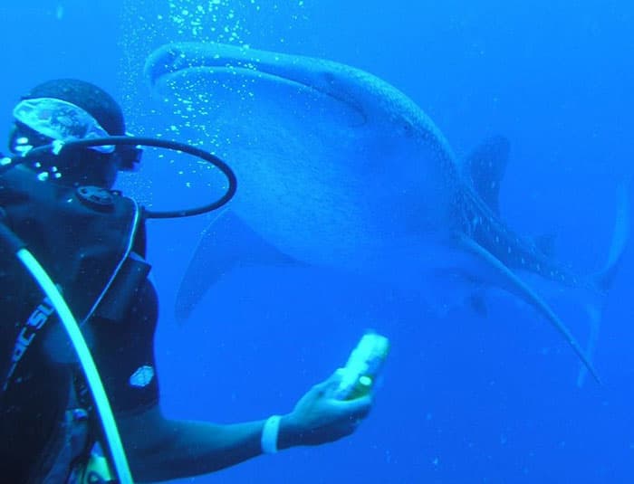 A man in diving gear looks at a whale shark swimming over him.
